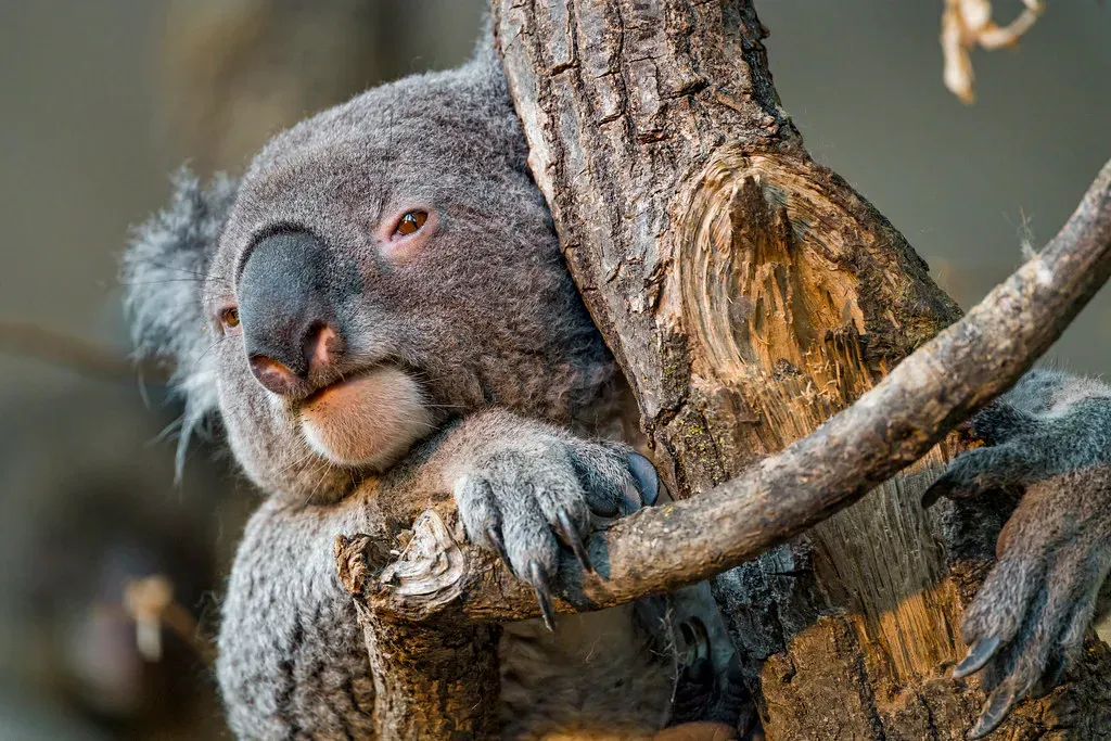 Koalas: The Pickiest Eaters Who Feast on Poison (Image Credits: Flickr)