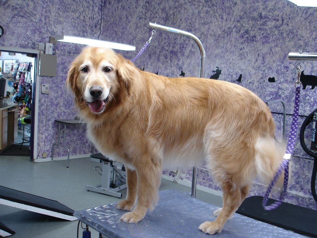 Golden Retriever: Beauty Comes with a Price (Image Credits: Flickr)
