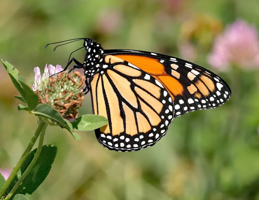 3. Skip the Pesticides Completely (Image Credits: Pexels)
