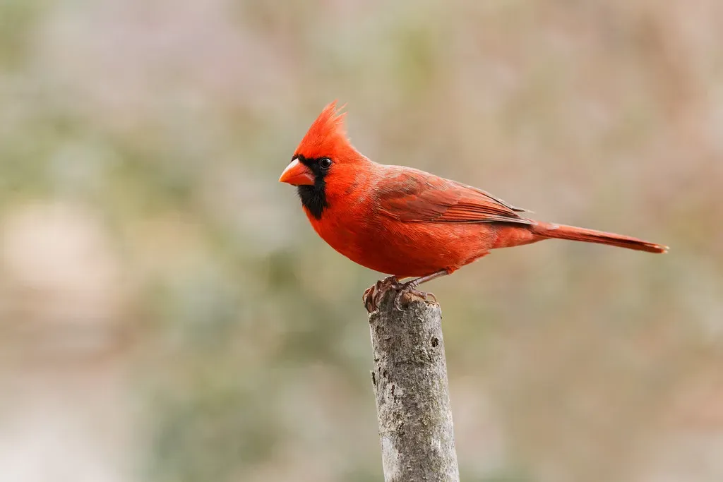 Northern Cardinal: Red Royalty of the Feeder (Image Credits: Flickr)
