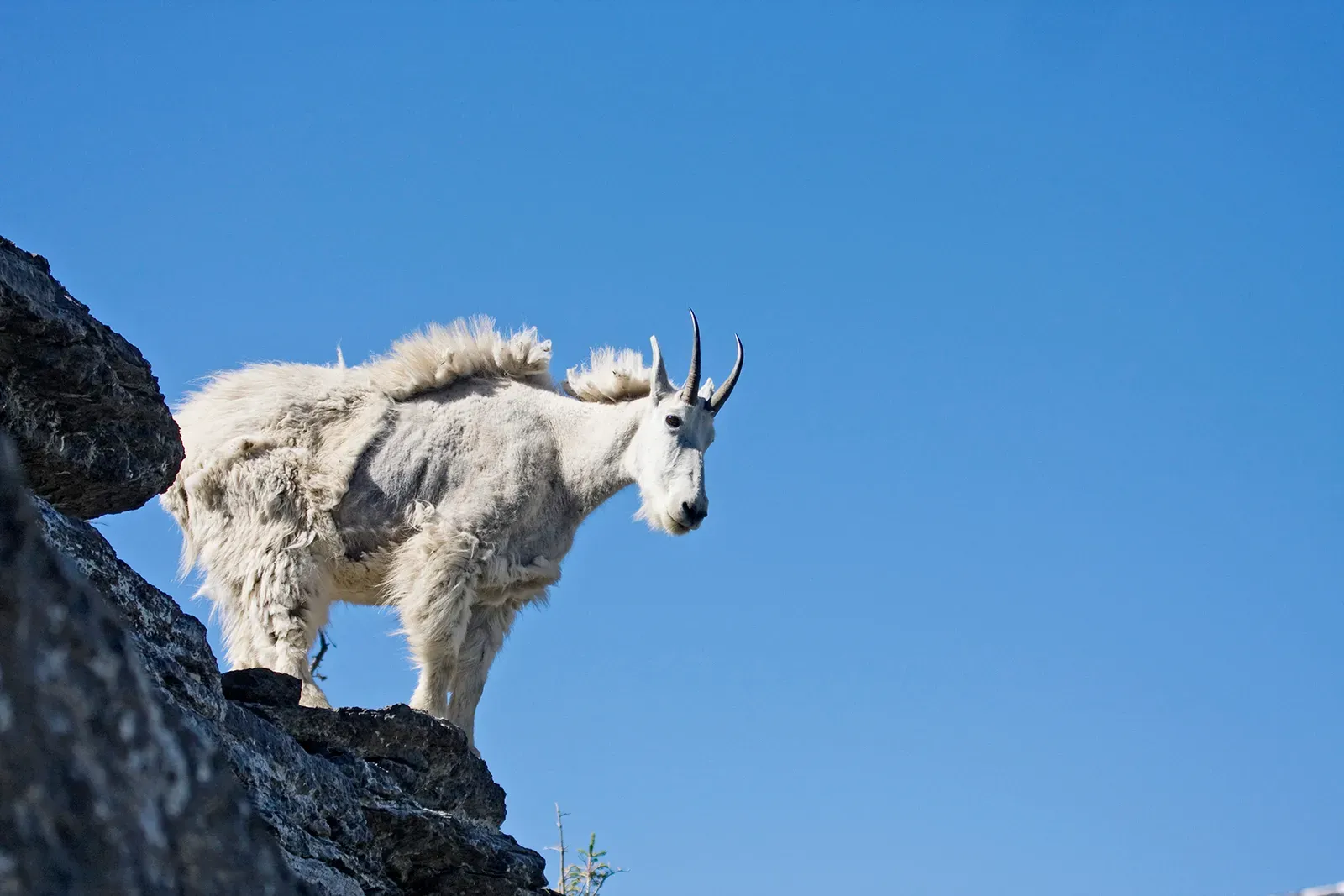 Capricorn: The Cold Mountain Goat (Image Credits: Wikimedia)