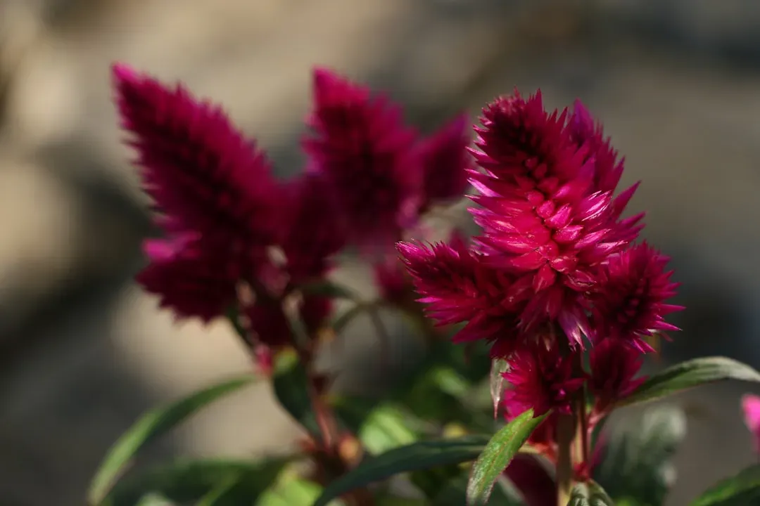 6. Celosia (Image Credits: Unsplash)