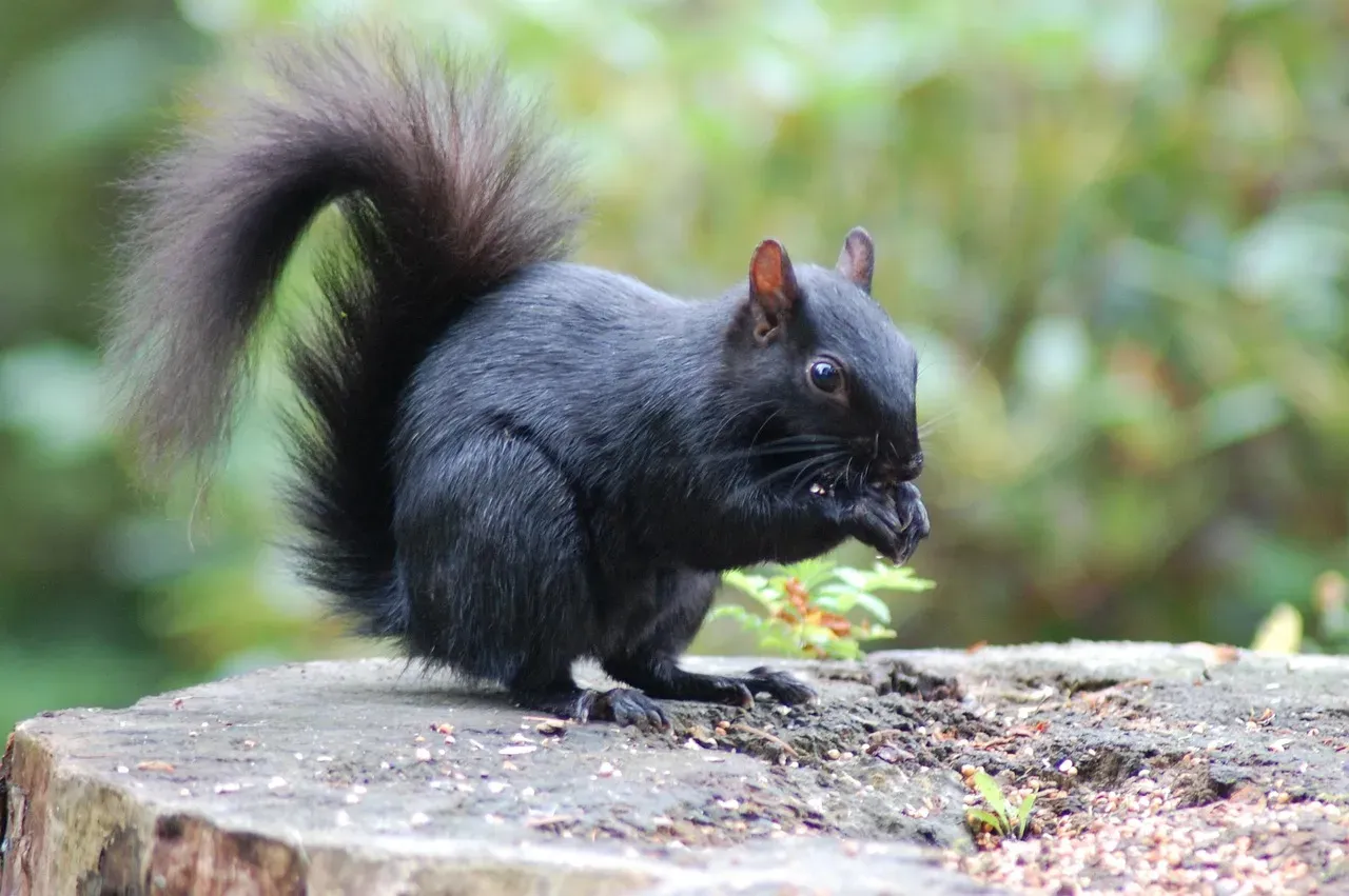 #8: Black Squirrels Are Gray Squirrels in Disguise (Image Credits: Pixabay)