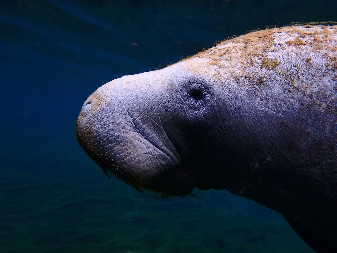 Taurus (April 20 &ndash; May 20): The Manatee (Image Credits: Pixabay)
