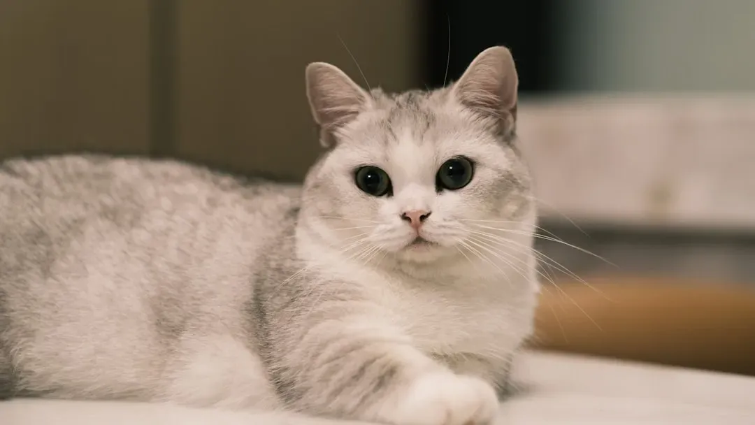 Munchkin: The Adorable Little Troublemaker (Image Credits: Unsplash)
