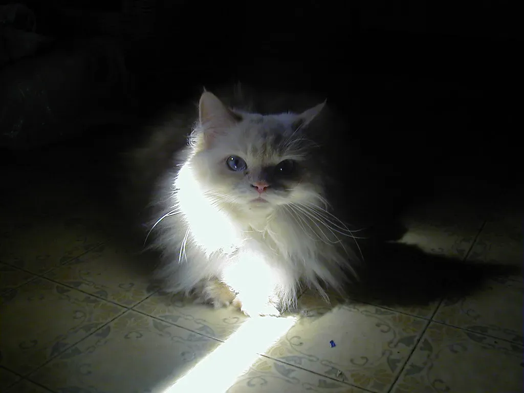 Himalayan: The Stubborn Sweetheart (Image Credits: Flickr)