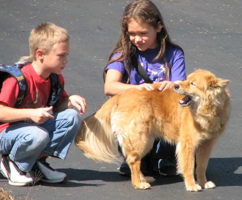 Conclusion: Your Dog Is Telling You All the Time (No&euml;l Zia Lee, Flickr, CC BY 2.0)