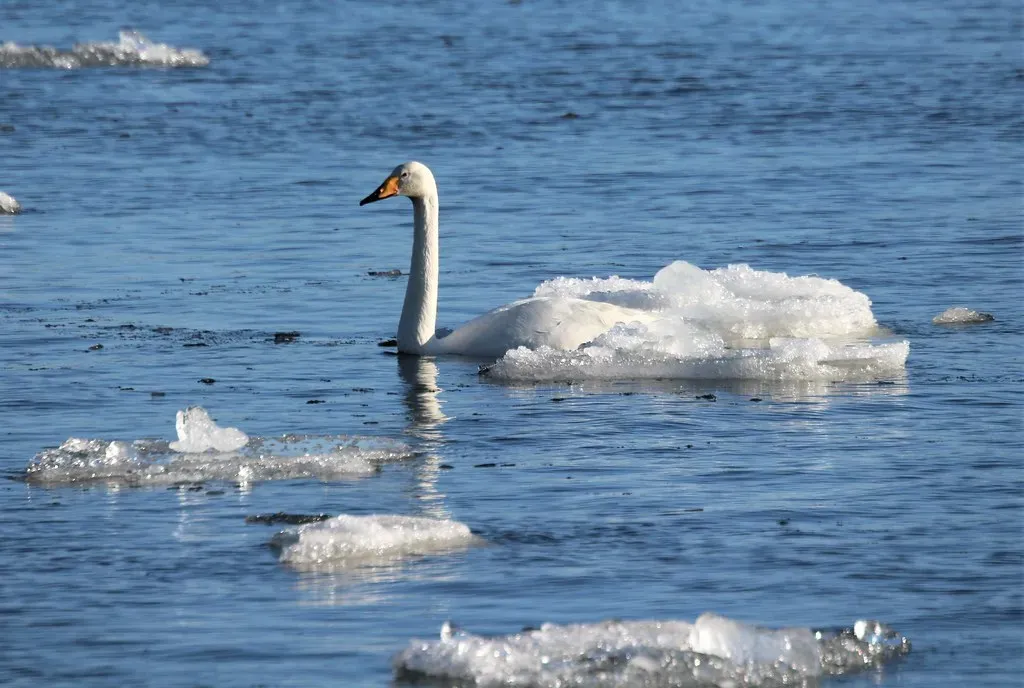 Migration Under Threat: Climate, Habitat Loss, and the Urgent Call to Act (irio.jyske, Flickr, CC BY 2.0)