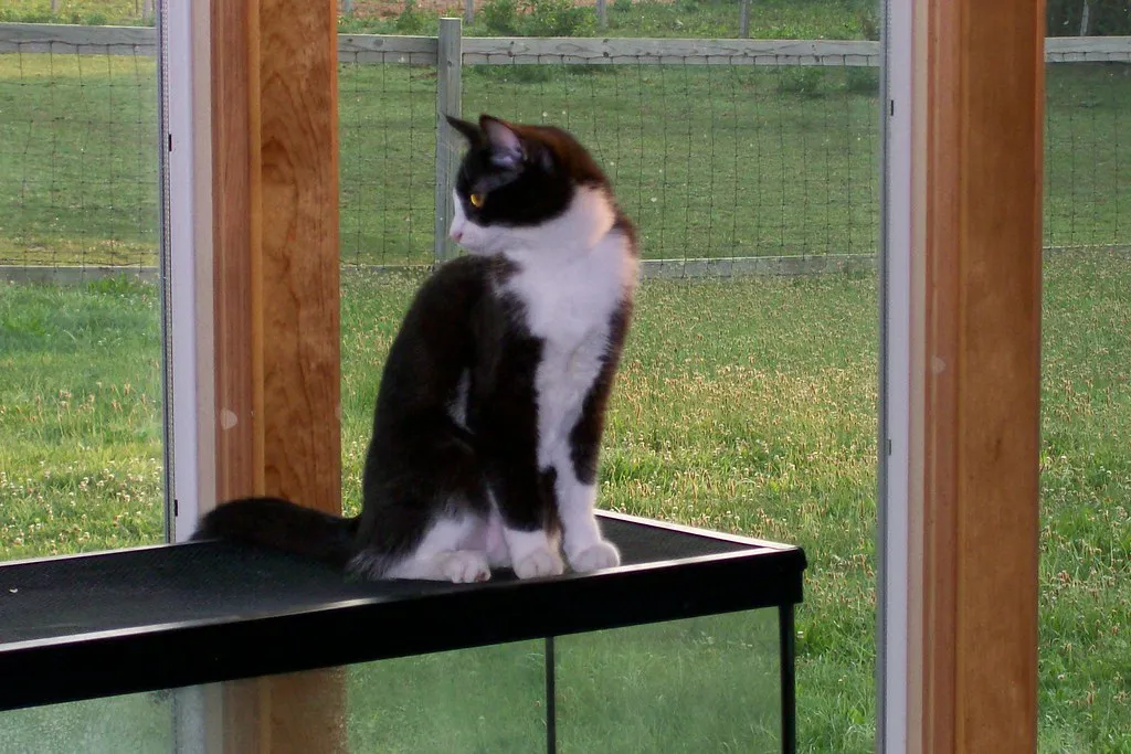 #13 - Chattering at Birds Through the Window, But Only With You Watching (steve-and-diane, Flickr, CC BY-SA 2.0)