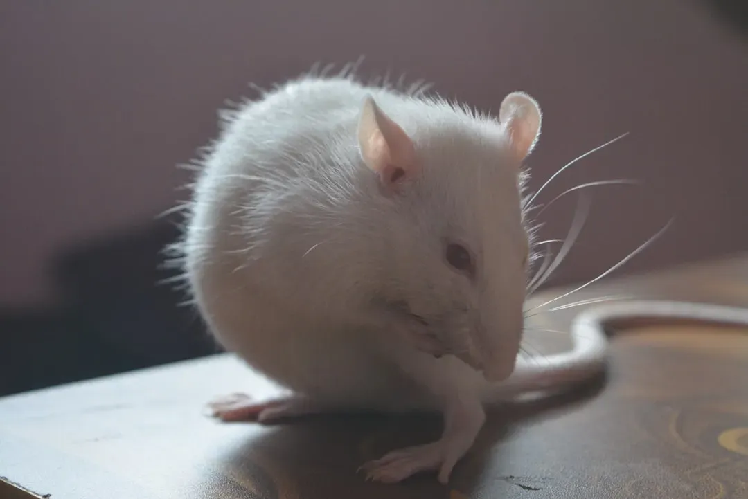 3. The Rat: The Tiny Creature That Reshaped Civilization Through Plague (Image Credits: Unsplash)