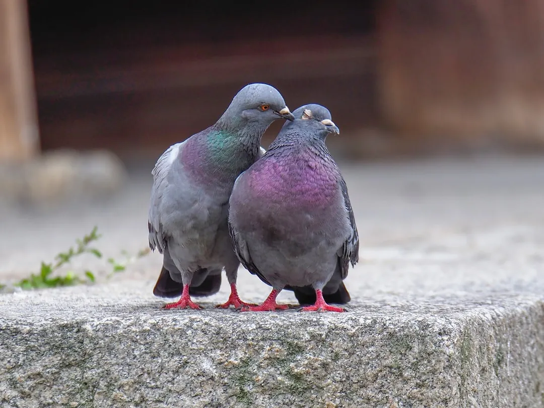 #6 - Pigeons That Mate for Life (And Act Like It) (Image Credits: Unsplash)