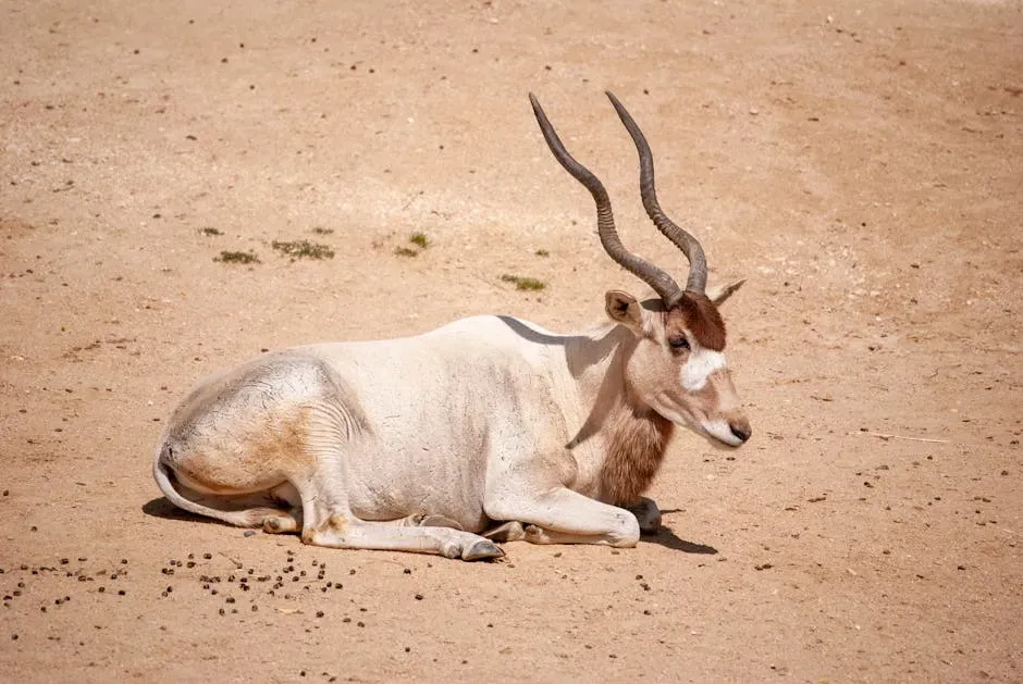7. The Addax Antelope: Built for the Sahara's Brutal Interior (Image Credits: Pexels)