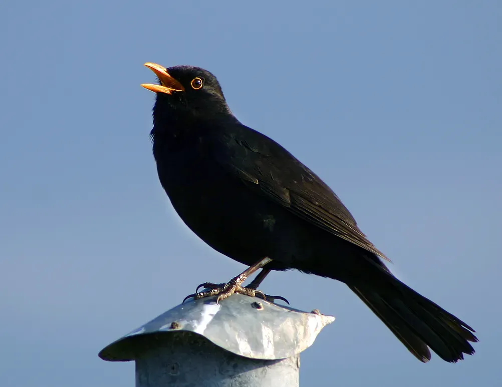 The Biological Orchestra: How Birds Create Such Rich Sounds (Image Credits: Wikimedia)