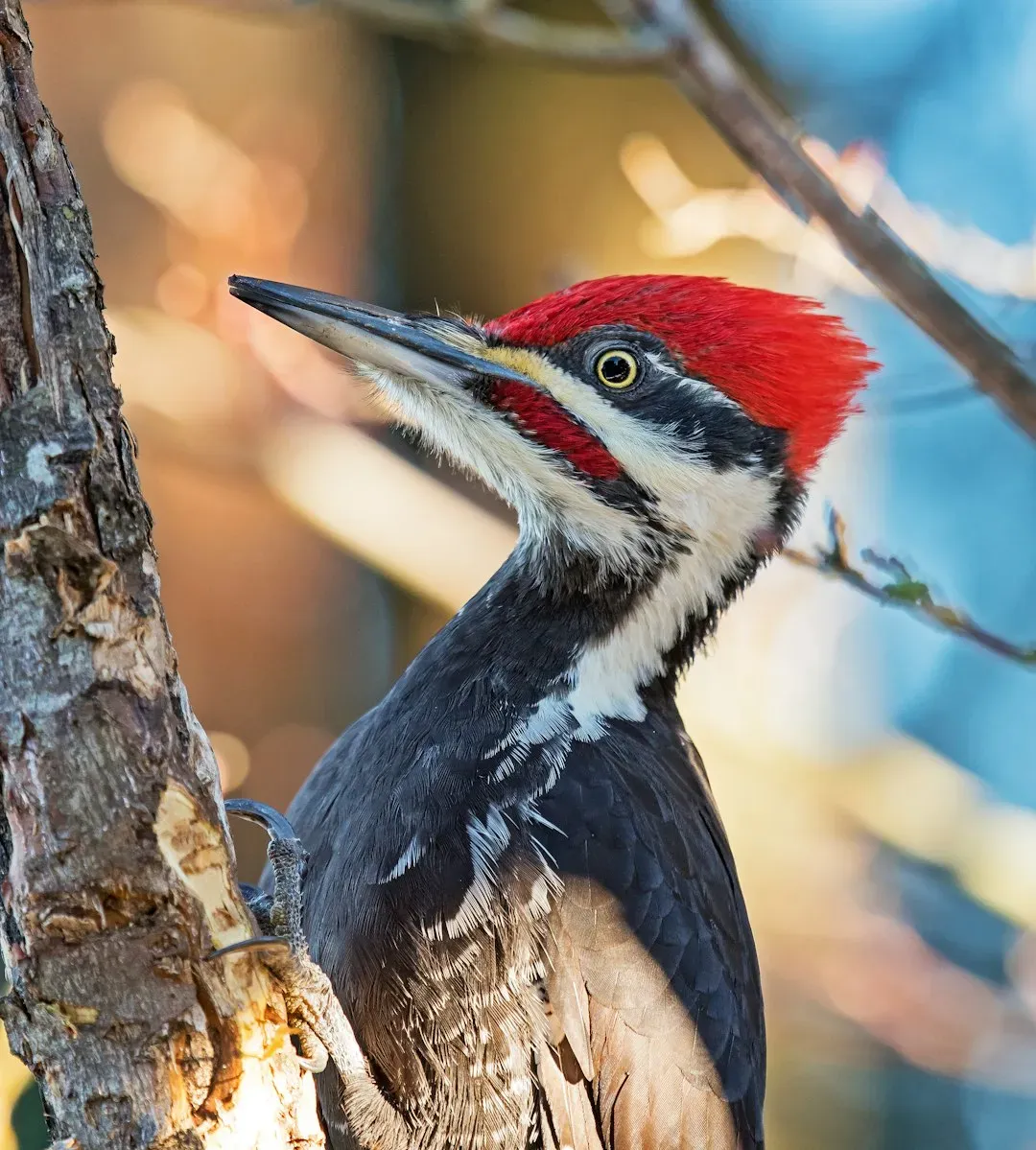 1. The Downy Woodpecker: Small But Mighty (Image Credits: Unsplash)