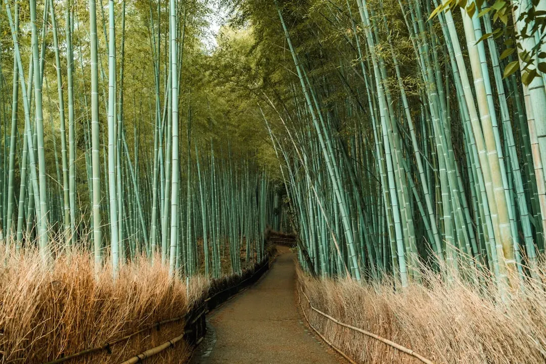 Kyoto, Japan (Image Credits: Unsplash)