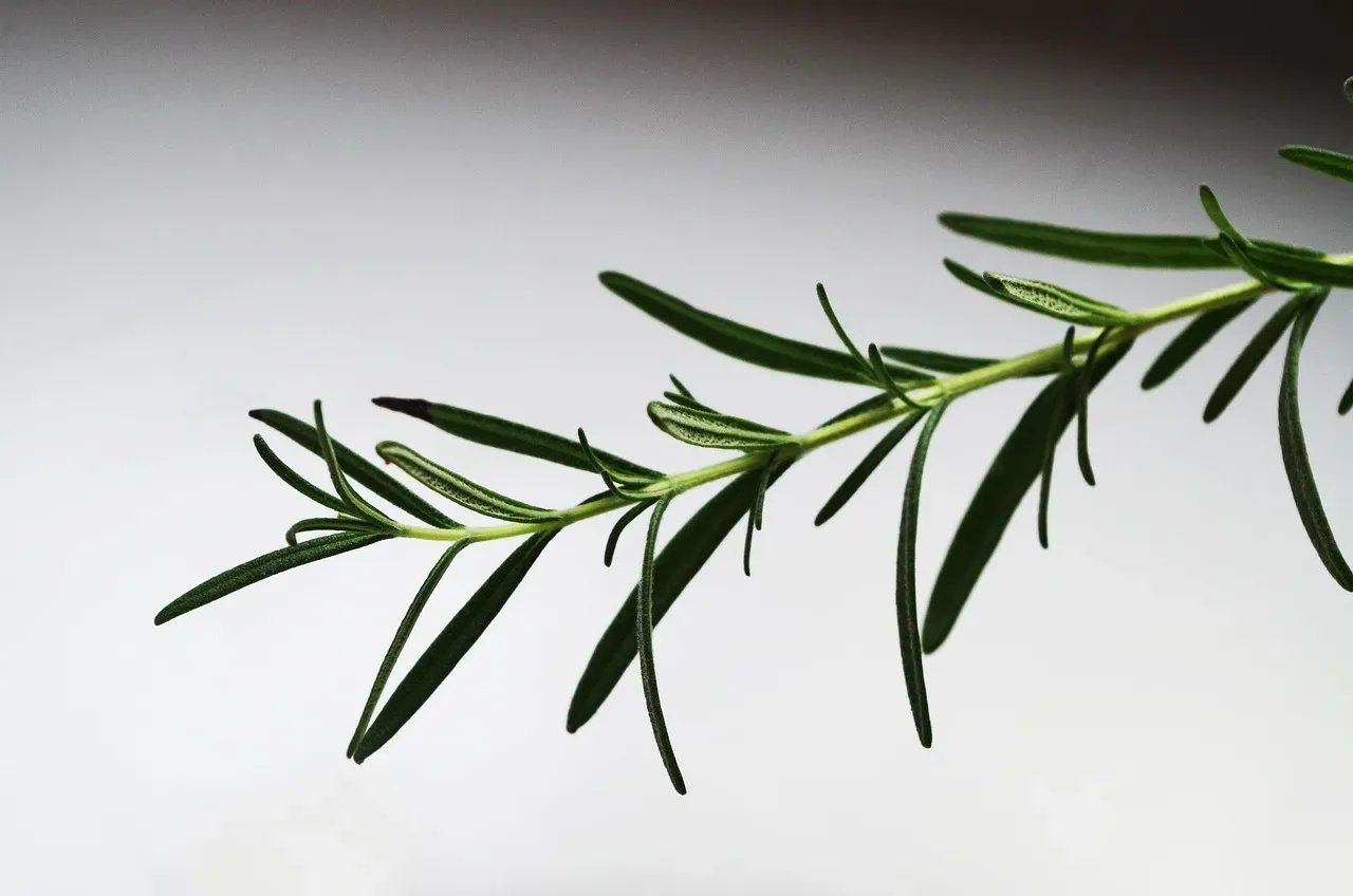 7. Rosemary Herbal Rinse: Old-World Remedy With Real Results (Image Credits: Pixabay)