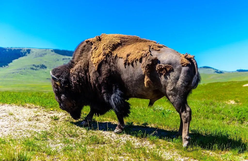 American Bison (cloud.shepherd, Flickr, CC BY 2.0)