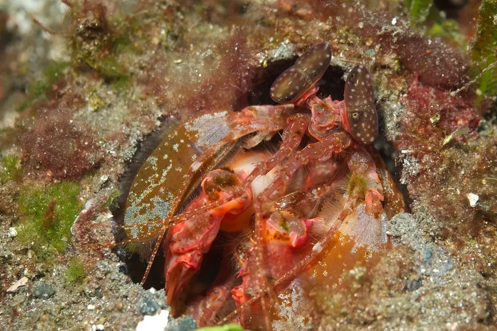 5. The Mantis Shrimp's Incomprehensible Visual System (Elias Levy, Flickr, CC BY 2.0)
