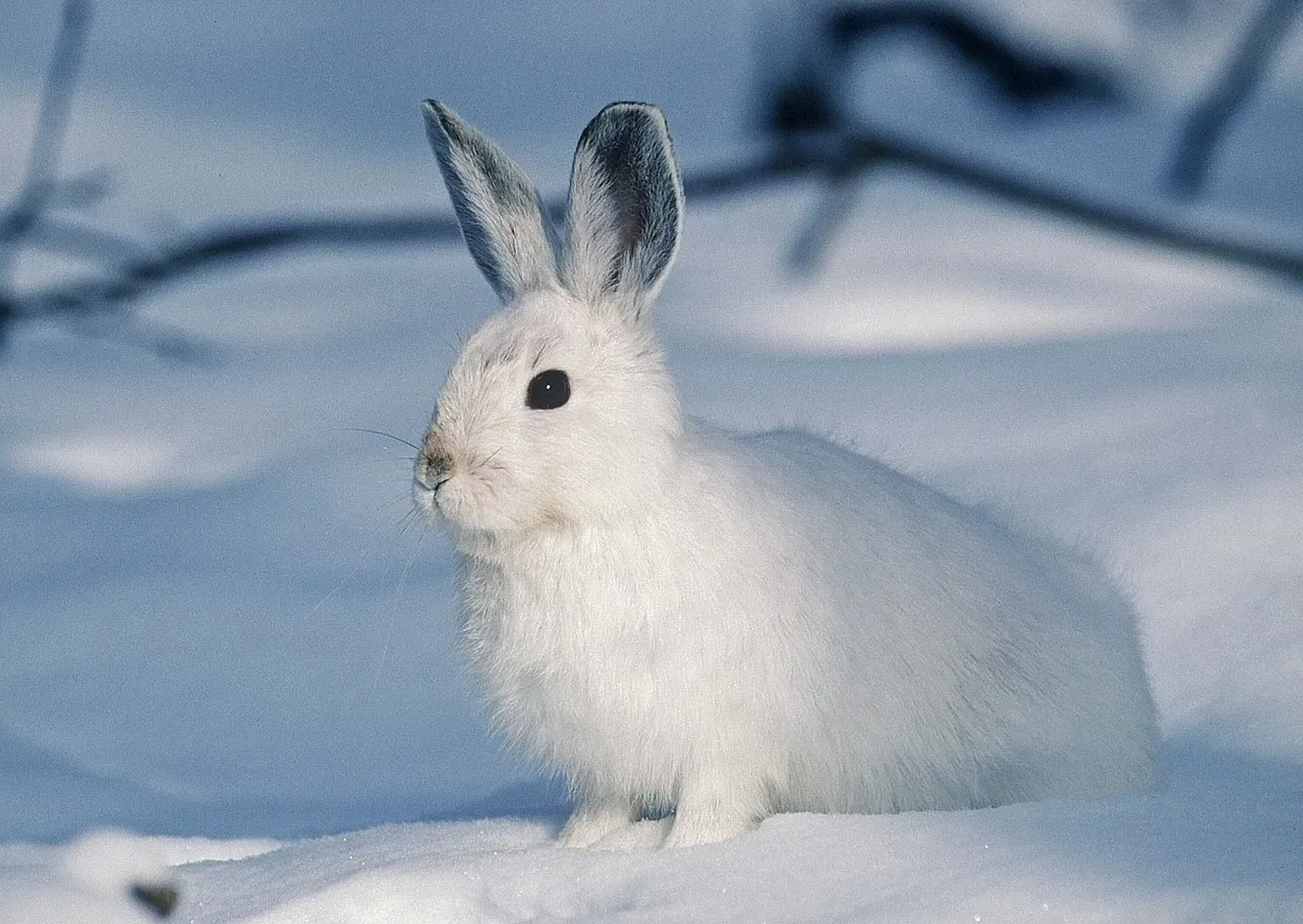 Seasonal Shape-Shifters: When Winter Demands a New Wardrobe (Image Credits: Pixabay)