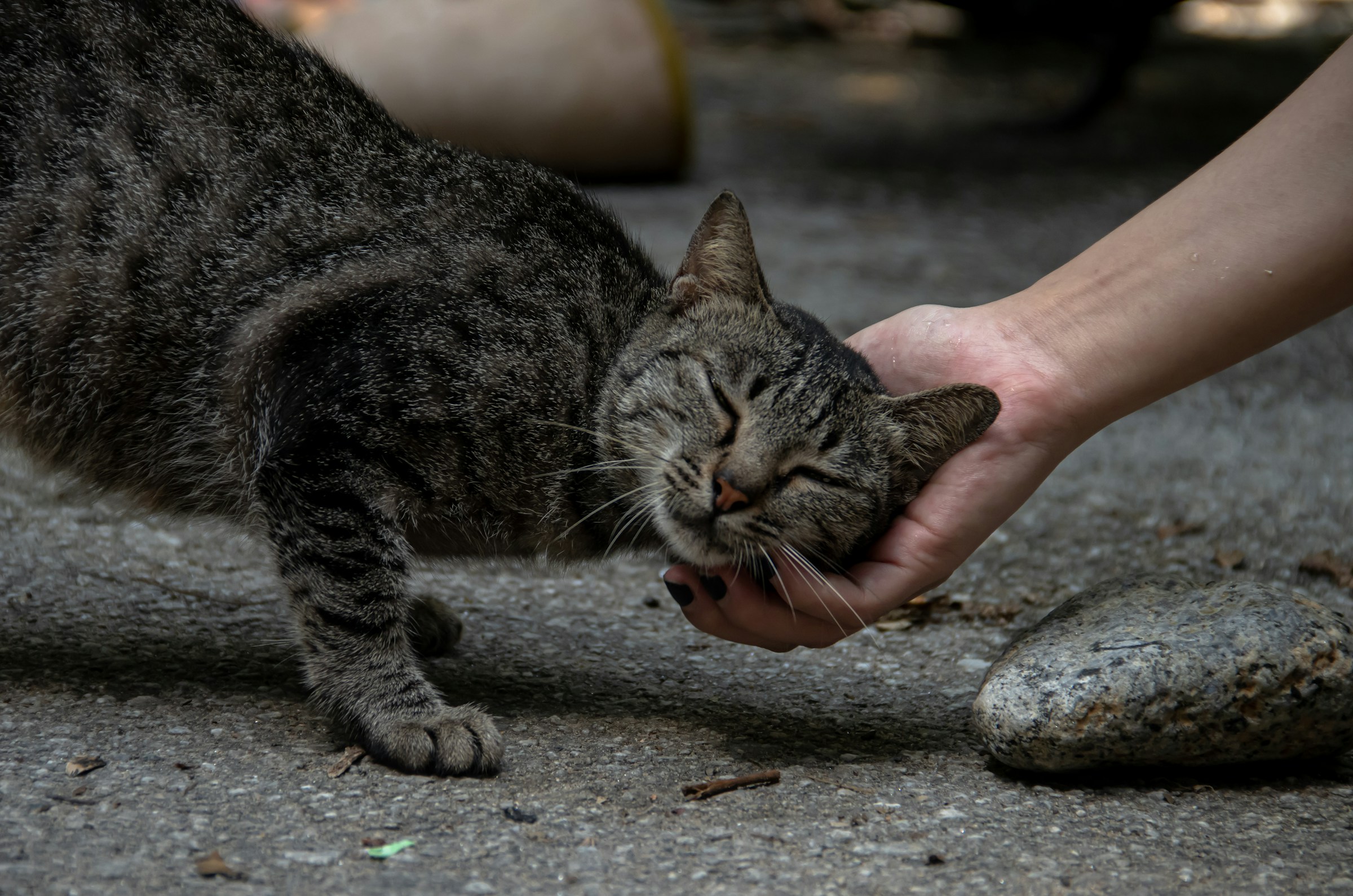 Why Veterinarians Say If Your Cat Sleeps With Their Back to You, It's the Highest Form of Trust in Feline Behavior