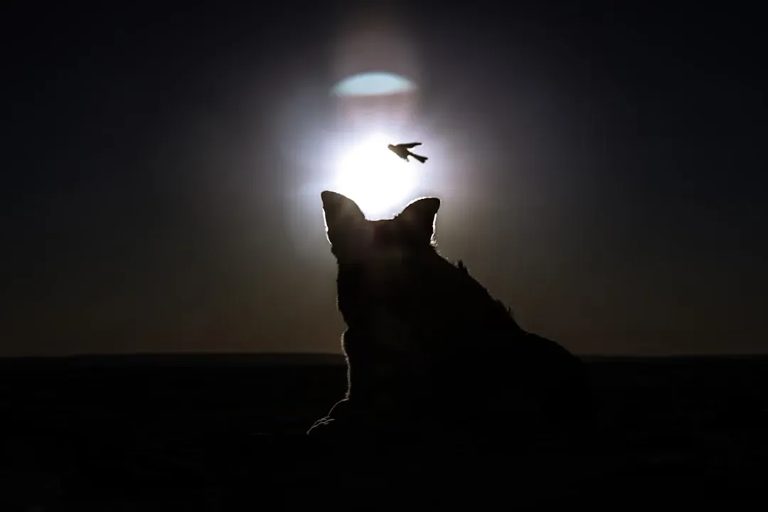 Moonlight and Visibility (Image Credits: Unsplash)