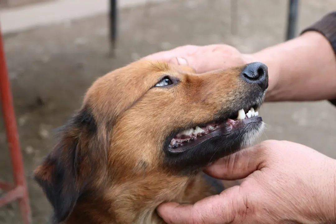 A Dog's Mouth Is Cleaner Than a Human's (Image Credits: Unsplash)
