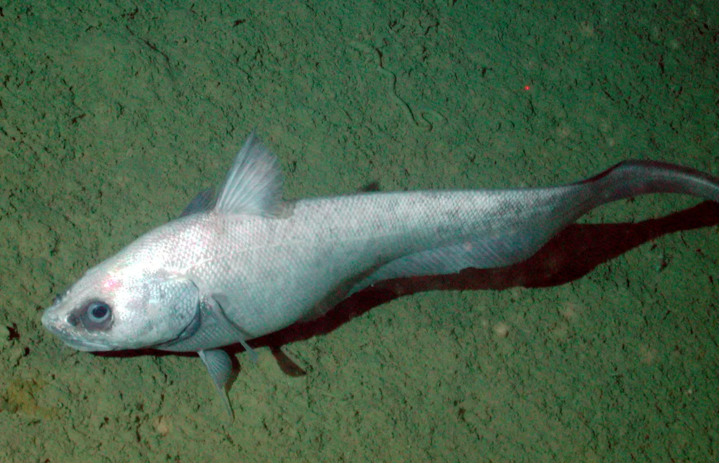 6. Grenadiers (Rattail Fish) – Long-Tailed Survivors of the Abyss (By NOAA/MBARI, Public domain)