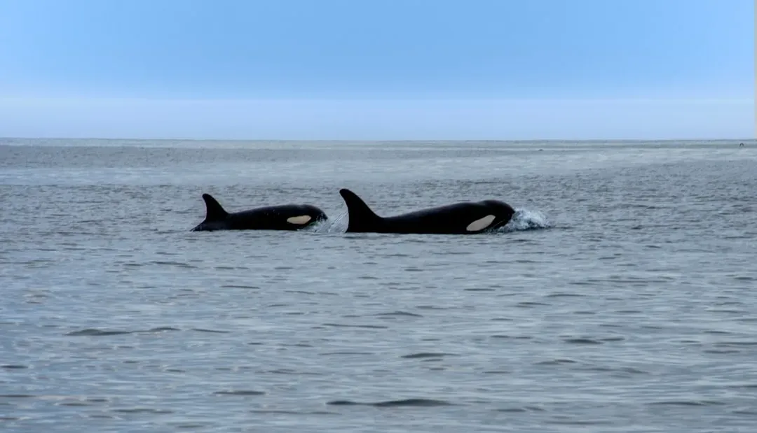 2. Orca Mothers Carry Their Dead Calves for Days (Image Credits: Unsplash)