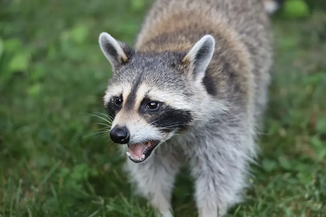The Raccoon That Mimics Owls and Crying Babies (Image Credits: Unsplash)