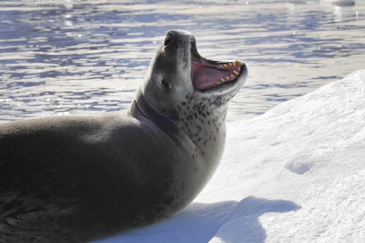 Virgo: The Leopard Seal (Image Credits: Pixabay)