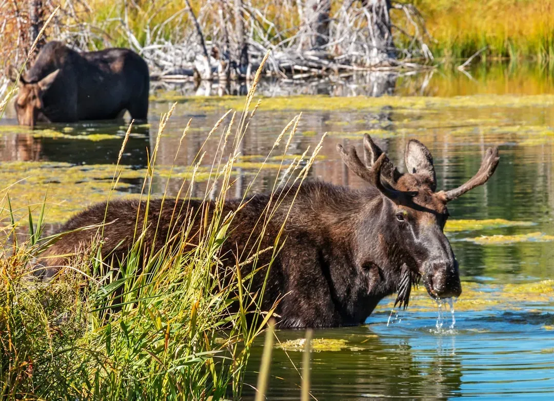 Wyoming: Where Wild Spaces Still Dominate (Image Credits: Unsplash)