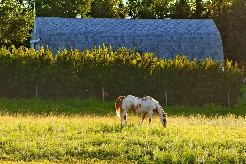 #7 - Choosing Their "Happy Spots" Over and Over (Image Credits: Pexels)