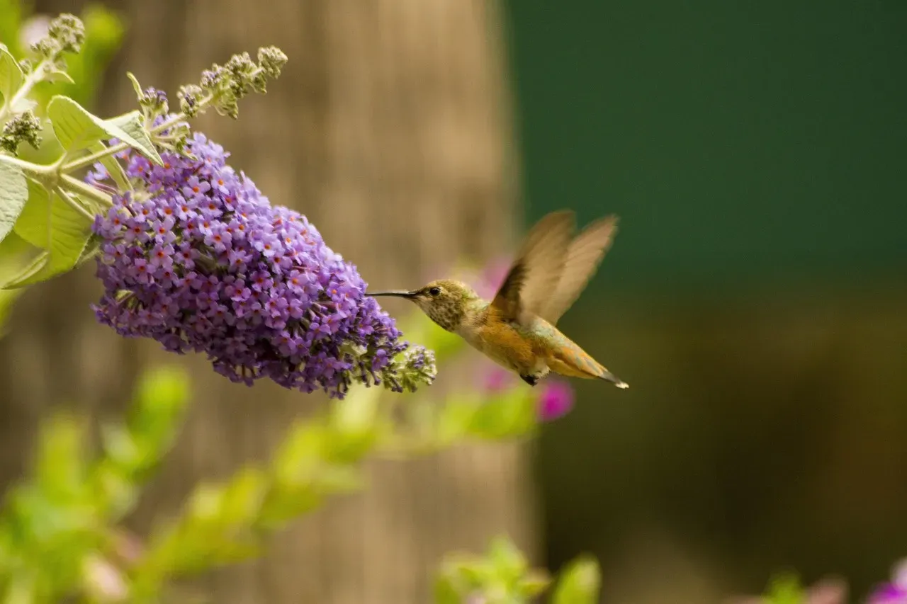 Pesticide-Free Environment (Image Credits: Pixabay)