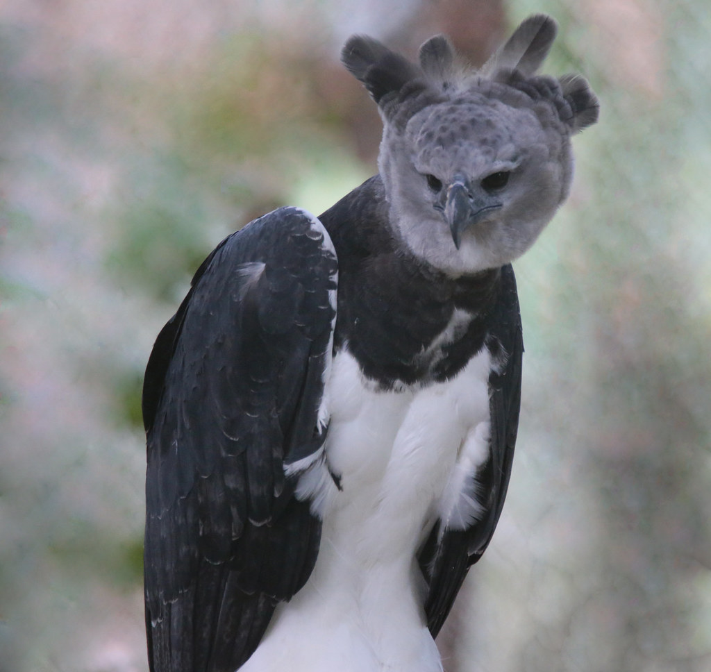 Cancer: The Harpy Eagle (Image Credits: Flickr)