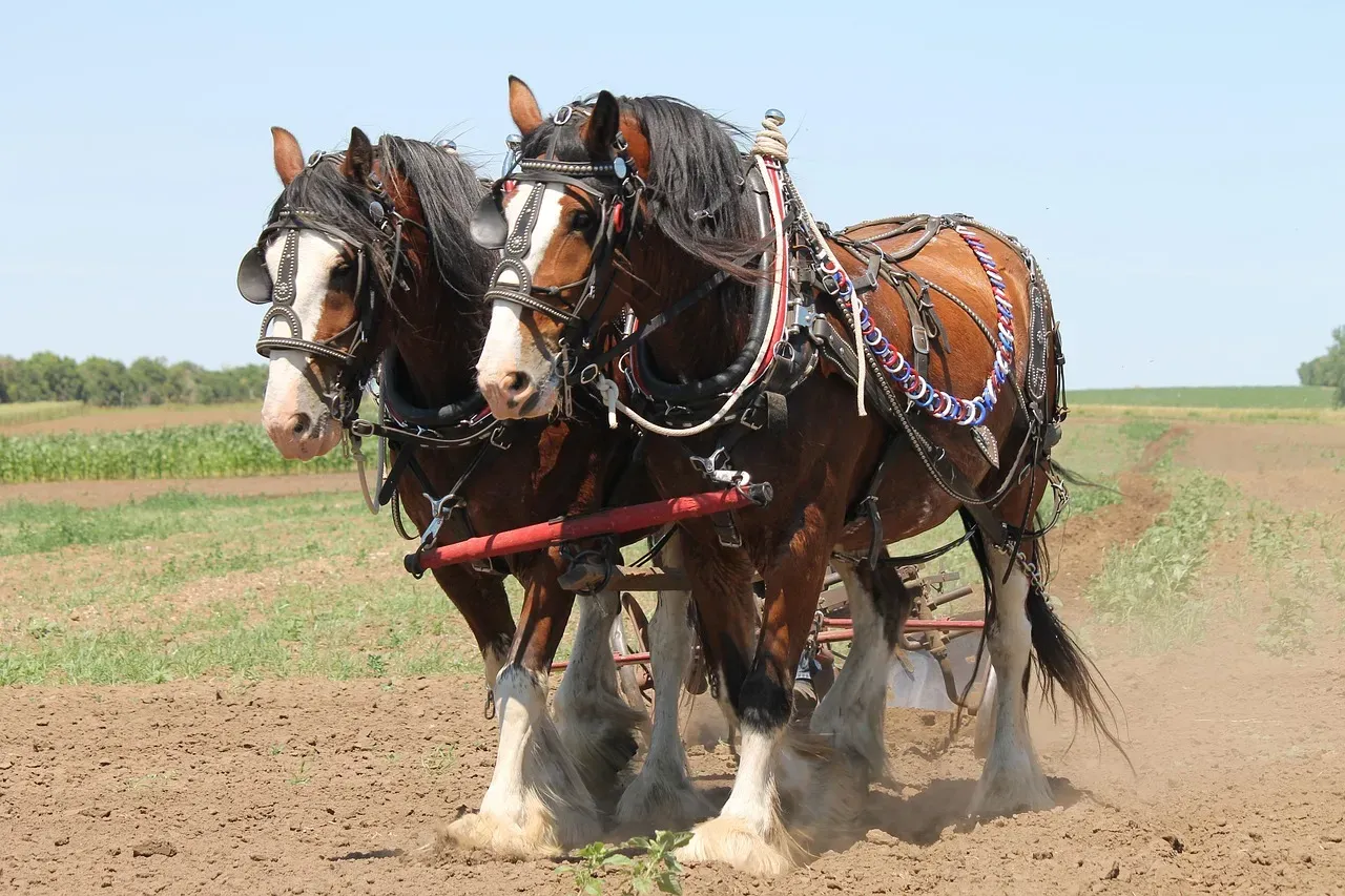 The Agricultural Revolution: Animals as Living Tools (Image Credits: Pixabay)