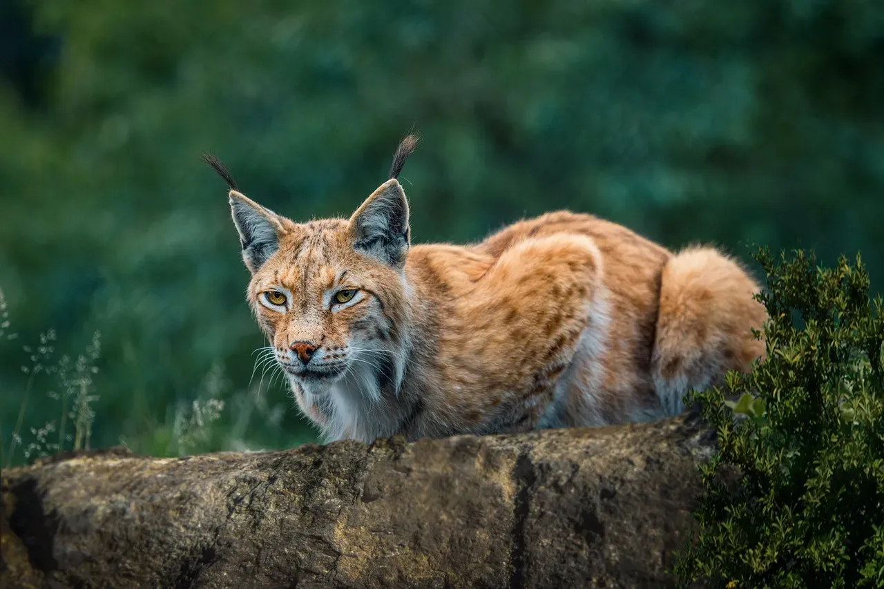 Conservation, Threats, and a Surprising Comeback Story (Image Credits: Pixabay)