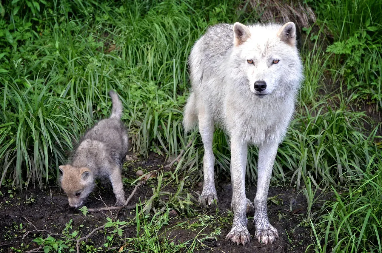 7. Never Approach a Fresh Kill, Den, or Pups (Image Credits: Pixabay)