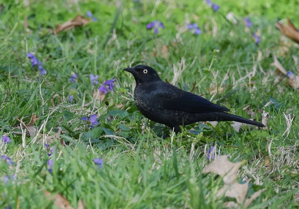#1 - Rusty Blackbird: The Steepest Fall of Any Backyard Bird in America (Wildreturn, Flickr, CC BY 2.0)