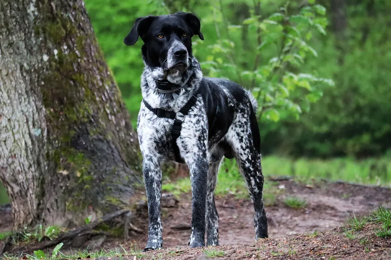 12. Pointer: The Bird Finding Specialist (Image Credits: Pixabay)