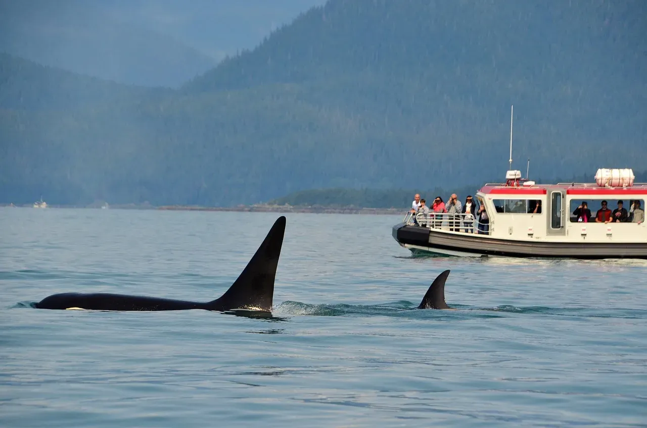 Orca Mothers: A Lifetime Bond in the Ocean (Image Credits: Pixabay)