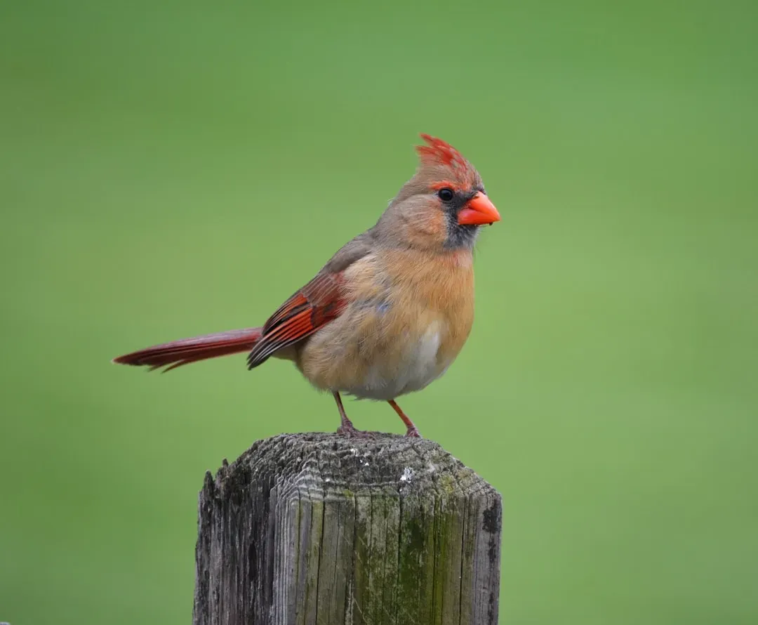 #3: The Female Sings From the Nest - On Purpose (Image Credits: Unsplash)