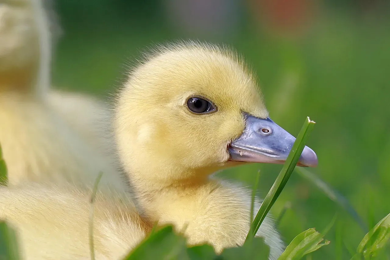 Introduction (Image Credits: Pixabay)