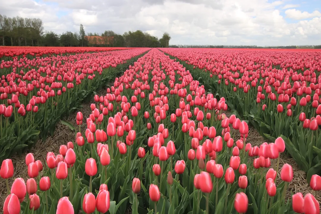 Keukenhof, the Netherlands (Image Credits: Unsplash)