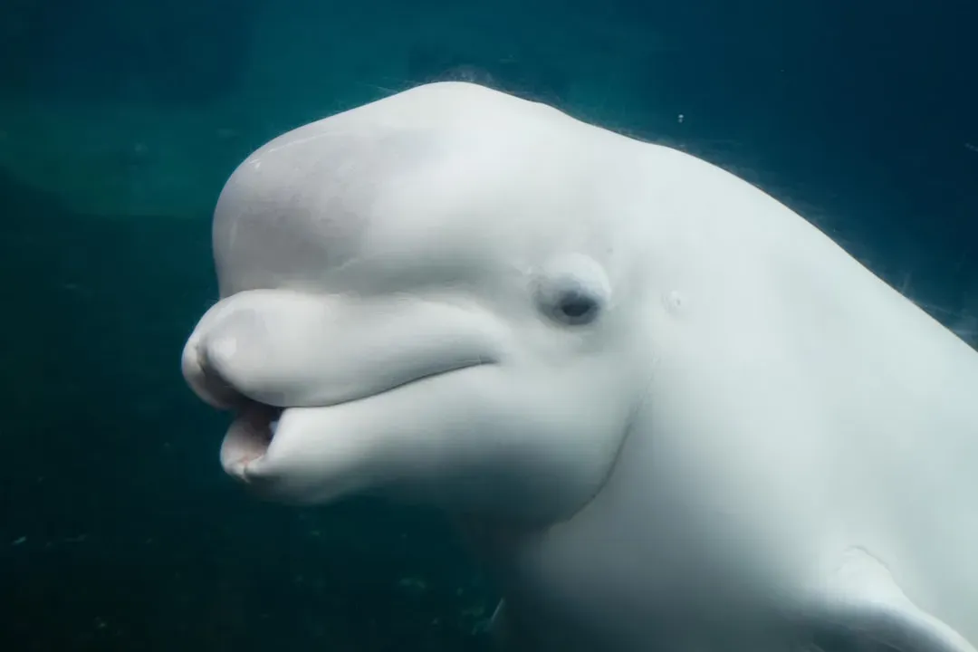 Beluga Whales: The Canaries of the Sea (Image Credits: Unsplash)