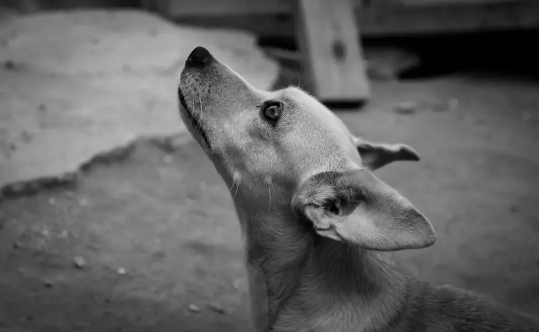 The Quiet Language Most People Never Learn to Hear (Image Credits: Unsplash)