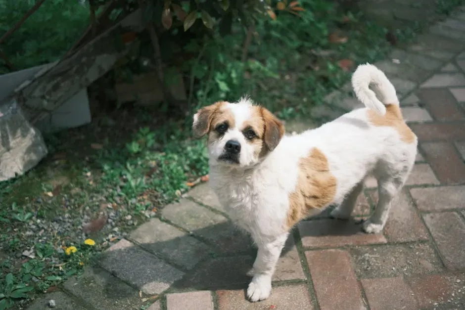 Mixed Breed Dogs (Image Credits: Pexels)