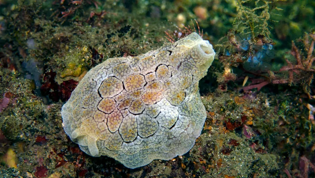 Ocean Quahog Clam: The Silent Record Holder (Image Credits: Unsplash)