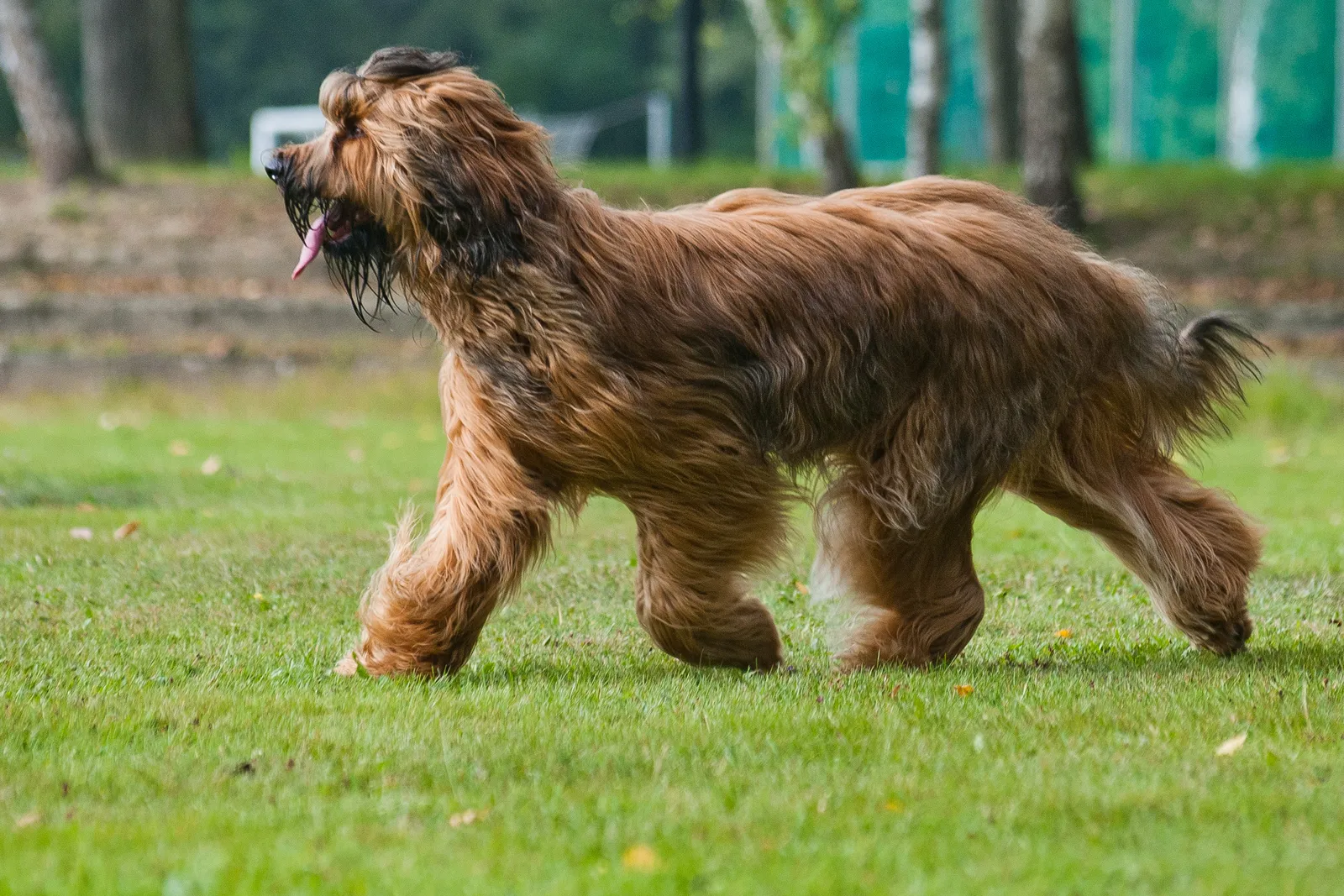 #8. Briard (By Lilly_M, CC BY-SA 3.0)