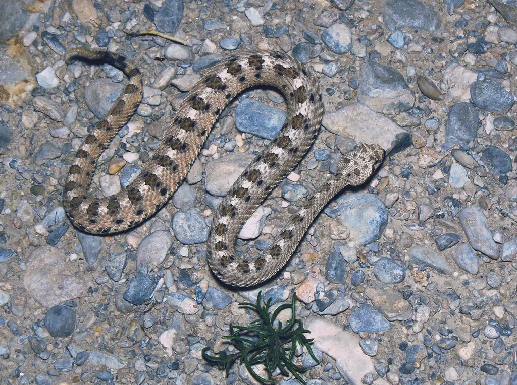 6. The Sidewinder Rattlesnake's Heat-Dodging Movement (gilaman2, Flickr, CC BY 2.0)