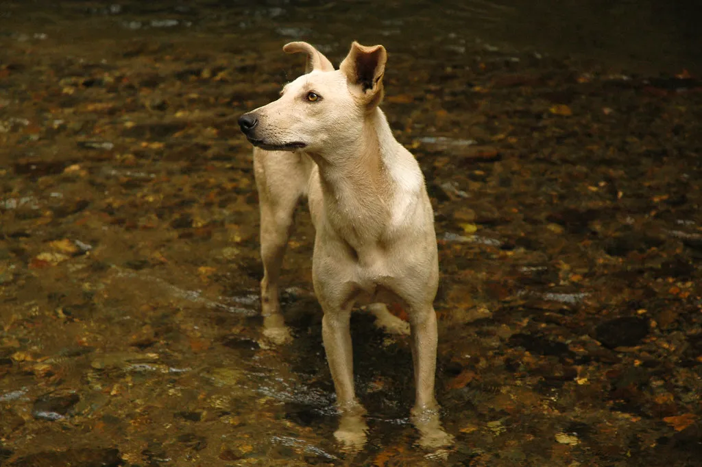 #1 Aries: the scrappy street dog (Peter Gene, Flickr, CC BY-SA 2.0)